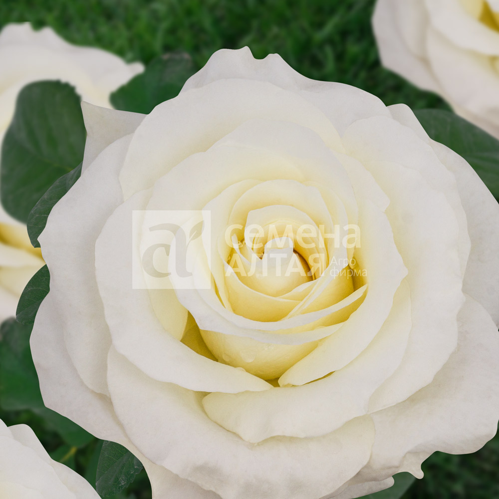 Роза тибет фото и описание