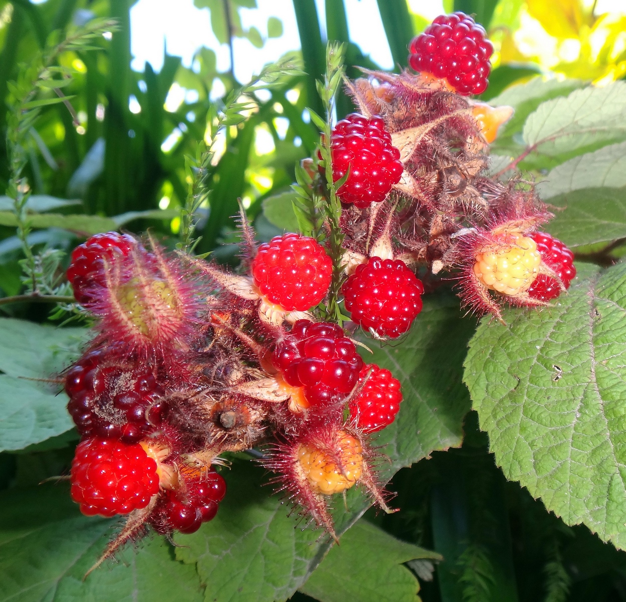 Малина японская Rubus phoenicolasius